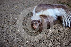 Portrait of mephitidae is a family of mammals comprising the skunks and stink badgers