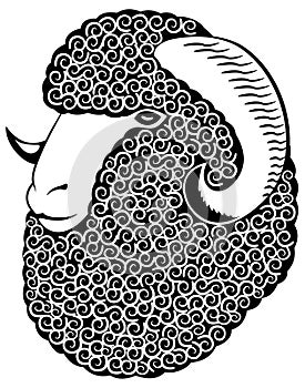 Portrait of a merino sheep.