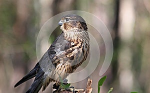 Portrait of Merlin Bird of Prey