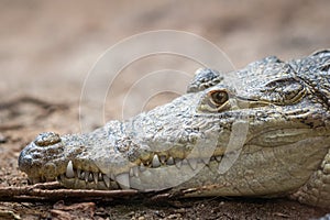 Portrait of a Mexican crocodile in a zoo