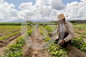 portrait of a Mexican farmer cultivating amaranth