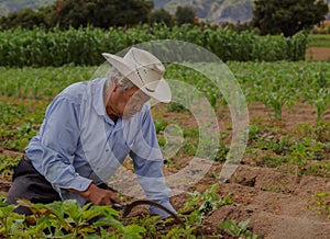 portrait of a Mexican farmer cultivating amaranth