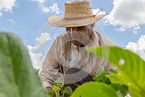 portrait of a Mexican farmer cultivating amaranth