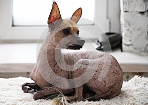 Portrait of the mexican hairless dog xoloitzcuintli lying on the floor