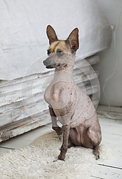 Portrait of the mexican hairless dog xoloitzcuintli sitting on the floor