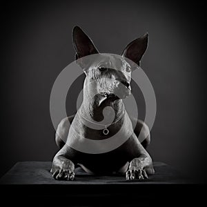 Portrait of Mexican xoloitzcuintle dog