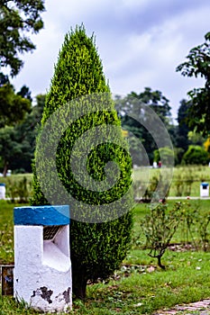 Portrait mid close up of juniper tree with lamp post in a garden. morning concept