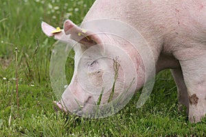 Portrait of mighty sow pig at animal farm