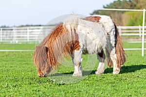 Mini Shetlandpony on a green meadow