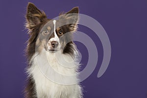 Portrait of miniature american shepherd dog glancing away on a deep purple background
