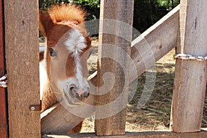 Portrait of Miniature horse