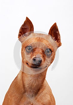 Portrait of a Miniature Pinscher dog