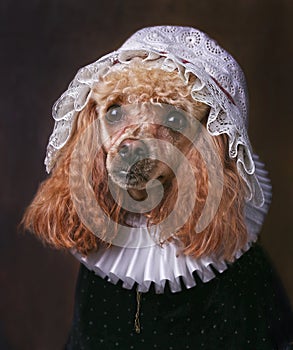 Portrait of Miniature Poodle in white collar.