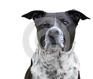Portrait of mixed breed black and white dog looking up
