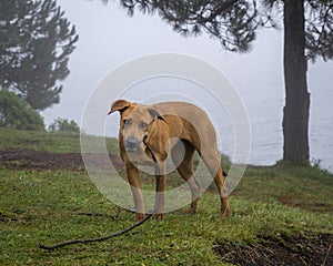 Portrait of mixed breed brown big dog in misty forest