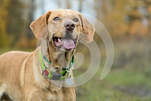 Portrait of mixed breed cute foxy dog  in the forest in autumn