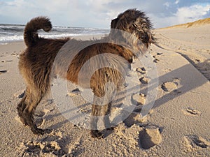 Portrait of a mixed breed dog