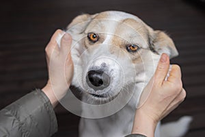 portrait of mixed breed dog that master hands shows very fat cheeks