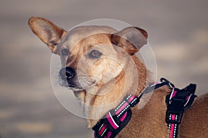 Portrait of a mixed-breed dog in nature in brown tones