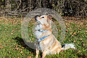 Portrait of mixed breed dog outdoors