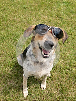 portrait of mixed breed dog sitting in stylish black sunglasses and looking happy female