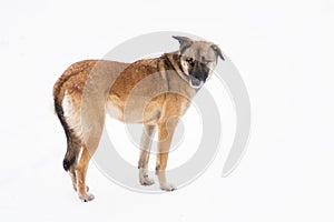 Portrait of mixed-breed, stray dog standing on a white