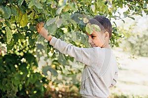 portrait of mixed race boy eating red organic apple outdoor. Harvest Concept