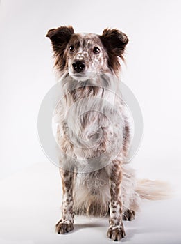 Portrait of a mixedbreed dog