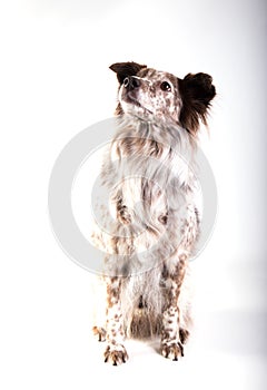 Portrait of a mixedbreed dog
