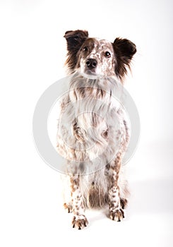 Portrait of a mixedbreed dog