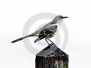 Portrait of a Mocking Bird on a Fence Post photo