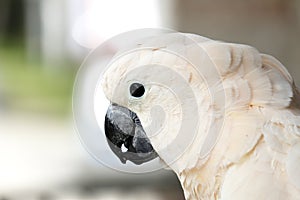 Portrait of moluccan cockatoo