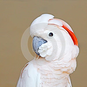 Portrait of a Moluccan Cockatoo on uniform background