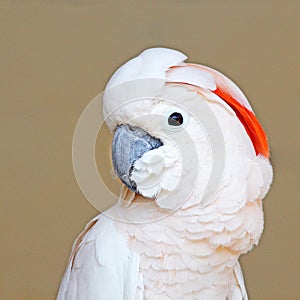 Portrait of a Moluccan Cockatoo on uniform background photo