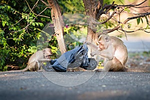 Portrait, moment Two monkeys eating scraps feelings delicious from garbage bag. It was starving and hungry. Looks cute and helps