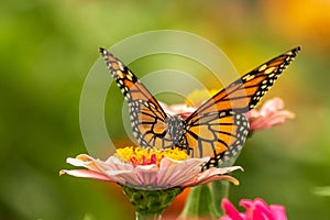 Portrait of a Monarch Butterfly on a Zinnia Flower