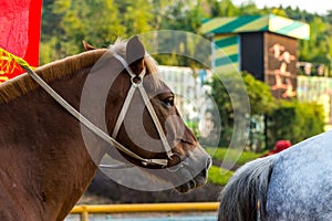 Portrait of mongolian horse,  Equus ferus caballus, the native horse breed of Mongolia. The breed is purported to be largely