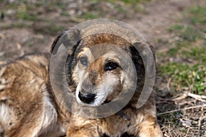 Portrait of mongrel brown dog. Adult dog lies on grass, sad look. Spring. Outdoor. National Mutt Day.