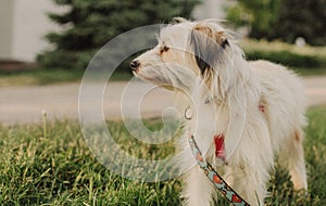 Portrait of a mongrel cute young dog with white hair