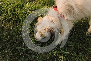 Portrait of a mongrel cute young dog with white hair in a collar on a leash. Concept of friendship, trust, love