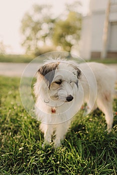 Portrait of a mongrel cute young dog with white hair in a collar on a leash. Concept of friendship, trust, love