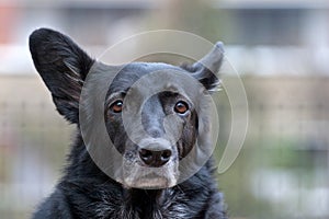 Portrait of a mongrel dog 