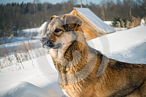 Portrait of a mongrel dog