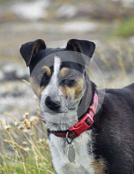 Portrait of mongrel dog