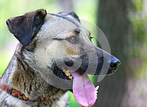 Portrait of a mongrel dog with its tongue hanging out