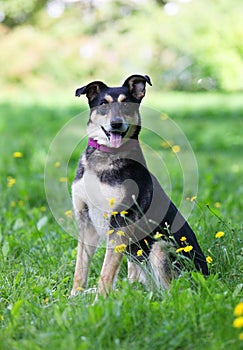 Portrait of mongrel dog with open mouth sitting on green grass