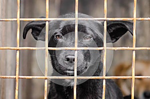 Mongrel dog with sad eyes in an iron cage