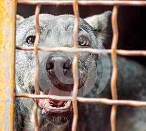 Mongrel dog with sad eyes in an iron cage