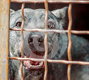 mongrel dog with sad eyes in an iron cage