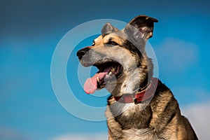 Portrait of mongrel dog sitting on a field